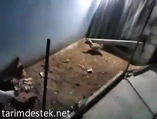 Tilki Kümese Girerse