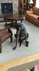 Un chien se gratte les pattes avant