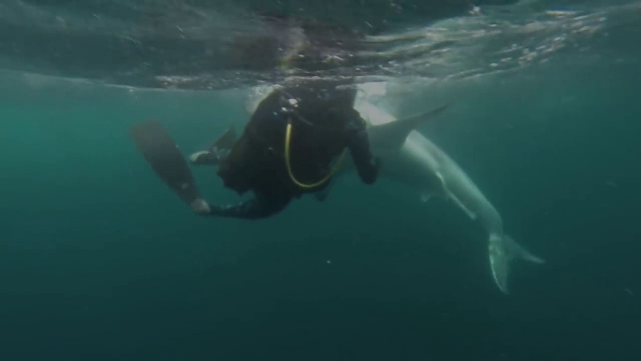 Ce plongeur nage avec un grand requin blanc