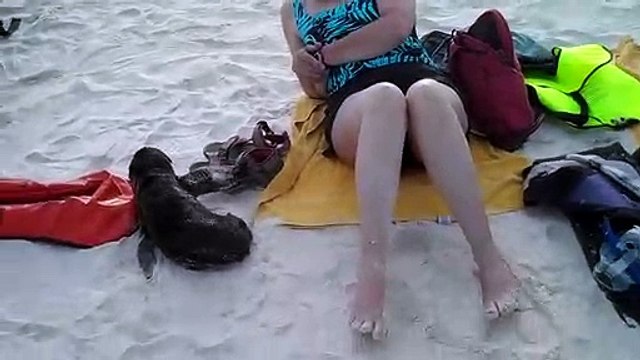 Un bébé lion de mer rend visite à des touristes sur la plage - Gardner Bay, iles Galapagos