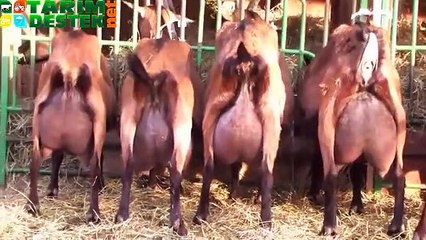 Alpin Süt Keçisi Tek Sağımda 12 litre süt veriyor