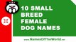10 small breed female dog names - the best pet names - www.namesoftheworld.net
