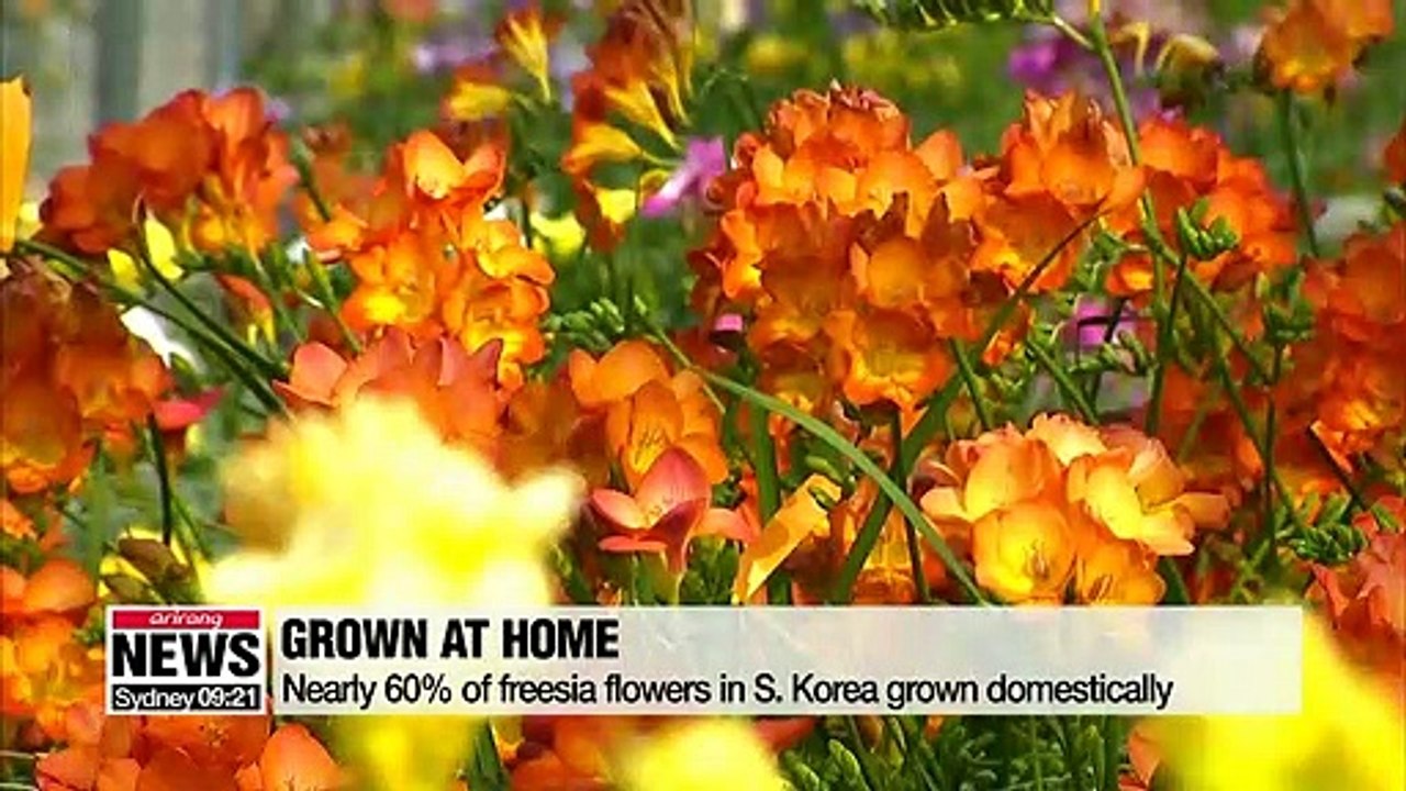 Nearly 60% of freesia flowers in S. Korea grown domestically