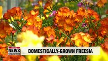 Nearly 60% of freesia flowers in S. Korea grown domestically