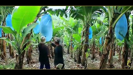 केले के काले क्षेत्र का पोषण मूल्य | Nutritional content of the bruised banana | In Hindi