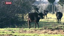 Salont de l'Agriculture : deux sœurs éleveuses de taureaux de Camargue