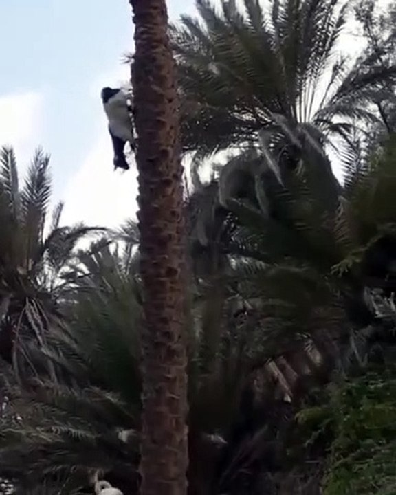 Une chèvre descend d'un palmier.