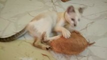 Kitten is busy with peeling Coconut