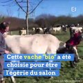 Dites bonjour à Imminence, la star du Salon de l'Agriculture !