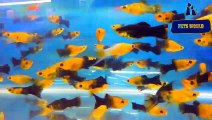 മോളി ഫിഷ് ആണ് നാളെയുടെ താരം-ALL ABOUT MOLLY FISH,LATEST ORNAMENTAL FISH VIDEO