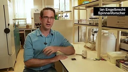Bizarre Vogelspinne mit Horn gibt Rätsel auf