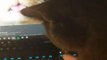 Jealous Cat Stops Owner From Petting Cat Photo on Laptop Screen