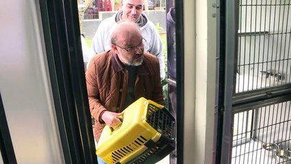 Istanbul bichonne ses chiens et chats errants