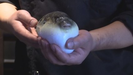 El pez globo, un lujo asiático ya sin riesgo de muerte en China