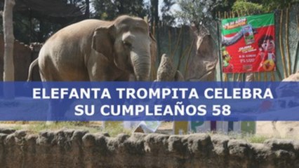 La elefanta Trompita celebra su cumpleaños 58 en Guatemala