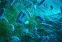 Les bactéries en aquarium