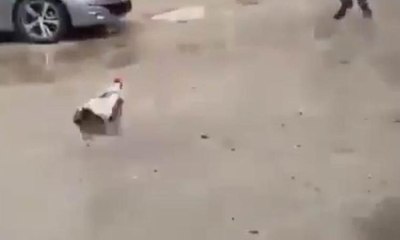 Horoz,yanındaki tavuk alınınca çılgına döndü