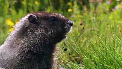 헬로카지노주소［DIO36.COM］헬로카지노주소