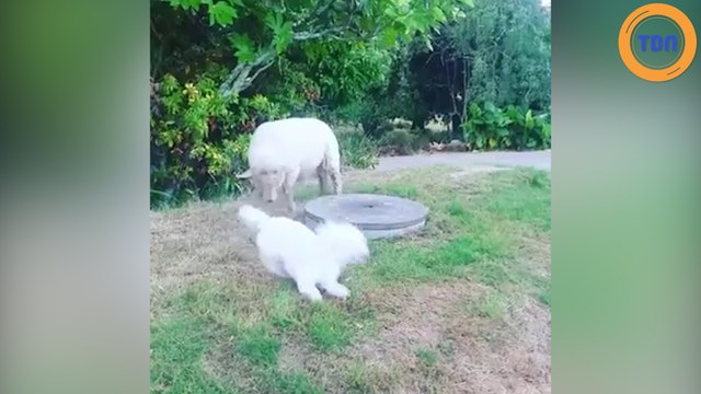 Ce mouton et ce chien sont de vrais petits farceurs !