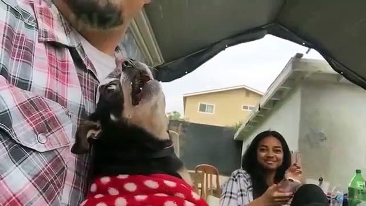 Angry dog funny video watch video
