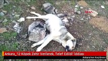 Ankara_'12 Köpek Zehir Verilerek, Telef Edildi' İddiası