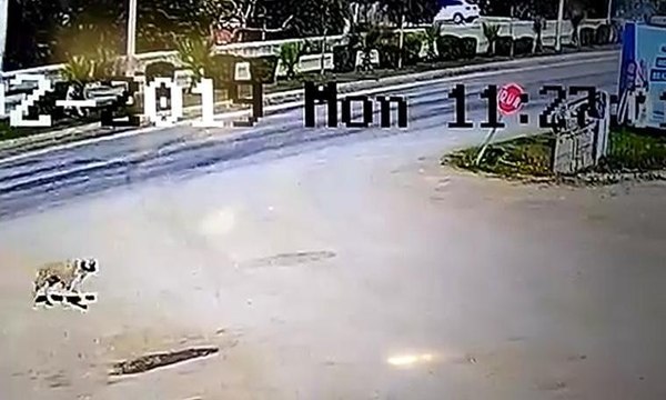 Köpeğe çarpmamak fren yapınca takla attı