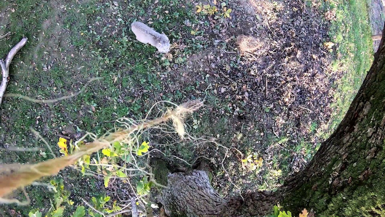 Northumberland Country Zoo : Three Canadian Lynx Brothers!