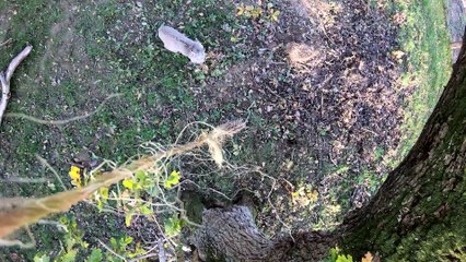 Northumberland Country Zoo : Three Canadian Lynx Brothers!