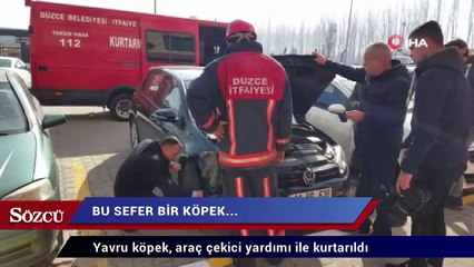 Hep kedileri gördük, bu sefer bir köpek…