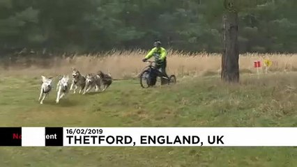 Szánhúzó kutyák versenye Nagy Britanniában