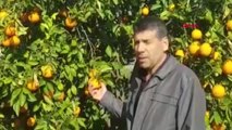 Muğla Dalaman Daki Portakal ve Limon Üreticisi Destek Bekliyor Yeni