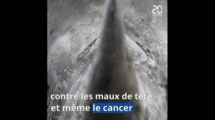 Braconnage: les rhinocéros sont de moins en moins nombreux