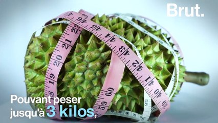 Le durian, un fruit qui menace les forêts malaisiennes