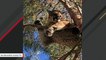 This Mountain Lion Was Rescued From A Tree In California