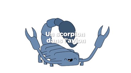 Un scorpion se balade dans un avion : la compagnie fait croire qu’il s’agit d’une araignée !