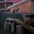 Baby goats playing and jumping !