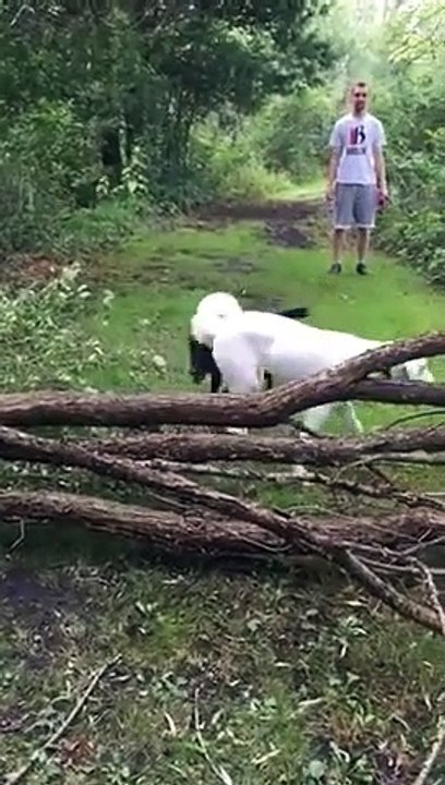 Plus mauvais chien, il lutte pour sauter ces branches d'arbres !