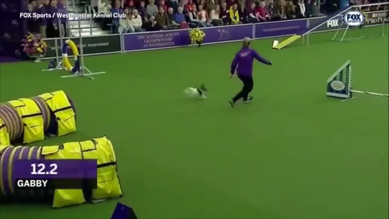 C'est le chien le plus rapide du monde ! Et le plus petit..