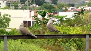 Courting birds funny