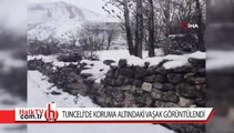 Tunceli'de koruma altındaki vaşak görüntülendi