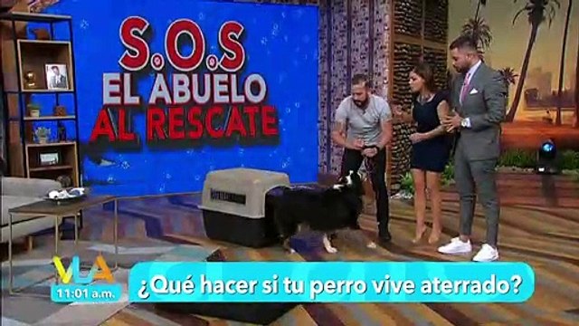 ¿Cómo lograr que tu perro se sienta más seguro? Con estos consejos lograrás que tu mascota se sienta más tranquila.