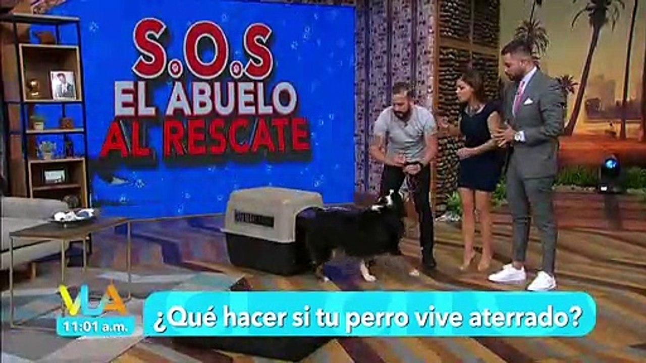 ¿Cómo lograr que tu perro se sienta más seguro?...