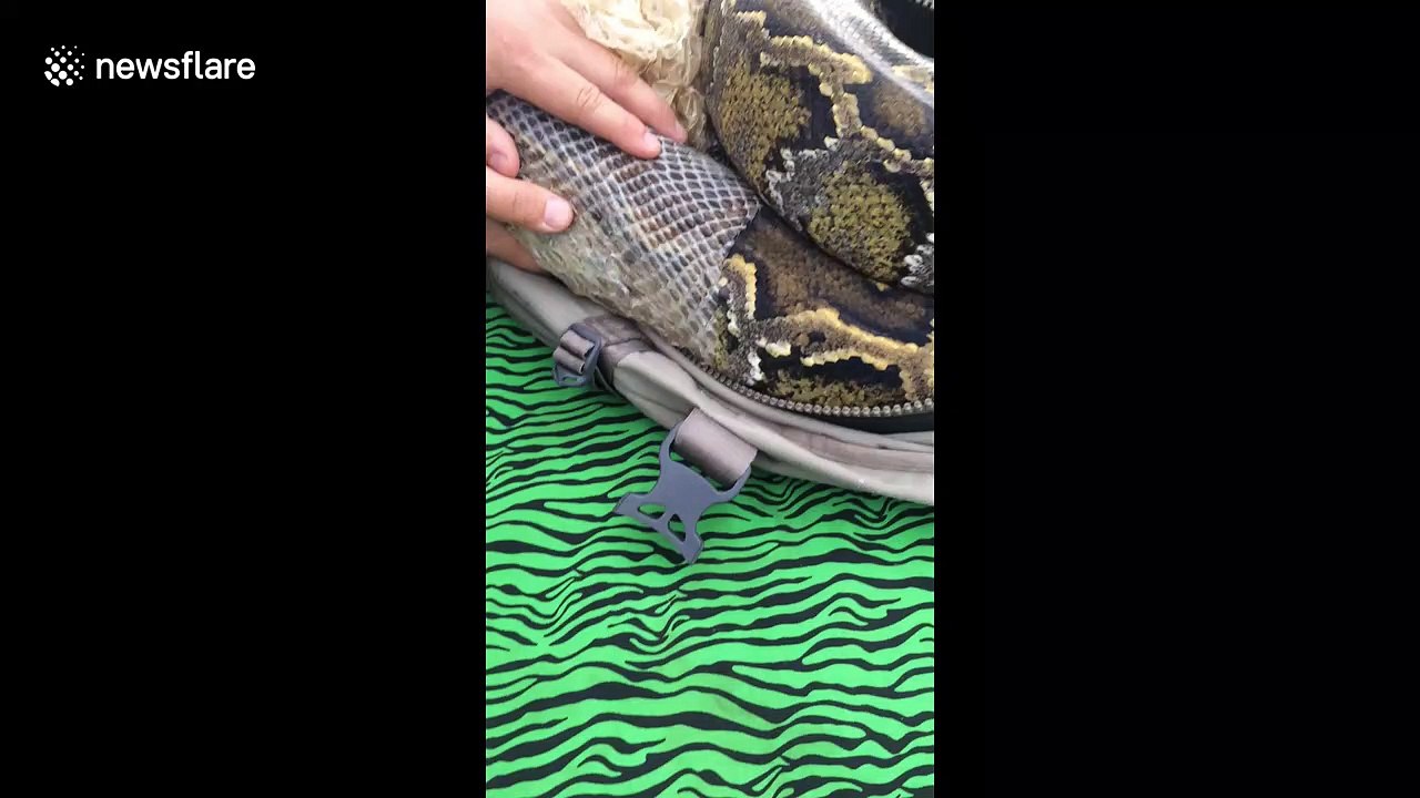 Giant python sheds skin with help from veterinarian in Chile