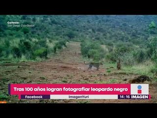 Logran fotografiar leopardo negro por primera vez en 100 años | Noticias con Yuriria Sierra