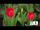 Atlixco prepara miles de tulipanes para ser vendidos en febrero | Noticias con Francisco Zea