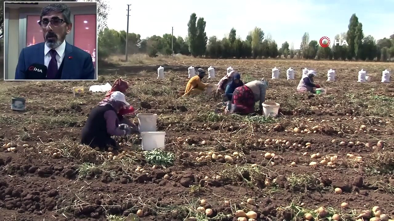 Ziraat Odası Başkanı: "Sivas'ın Patates Ekim Alanlarında Hastalık Yok"