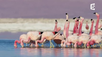 La technique de drague des flamants roses.