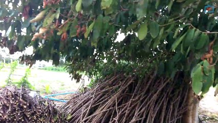 Raio atinge casa de vereador em Pedras de Fogo