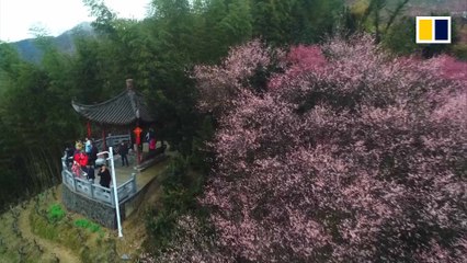 Early blossoms in China