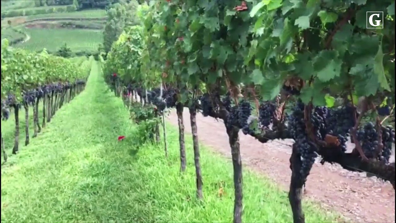 Tour pelo Vale dos Vinhedos